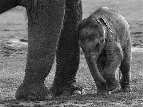 elephant chained to a stake|Elephants on Strings (and Other Mind Tricks).